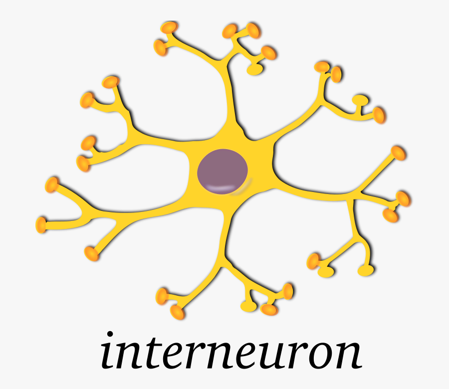 Neuron-interneuron - Interneuron Clipart, Transparent Clipart