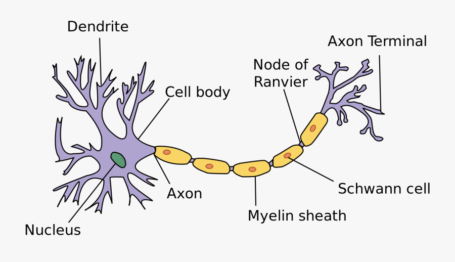 Clip Art Basic Diagram Another Wiring - Parts Of A Neuron, Transparent Clipart