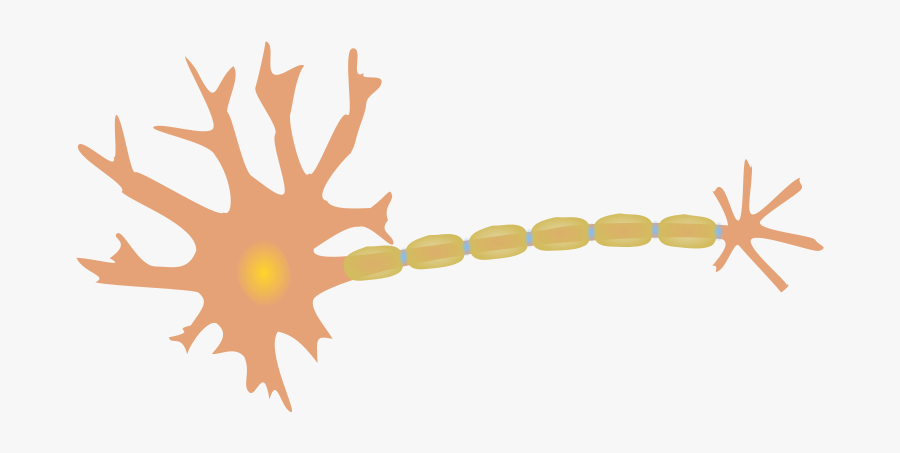 Single-neuron - Nerve Cells Clip Art, Transparent Clipart