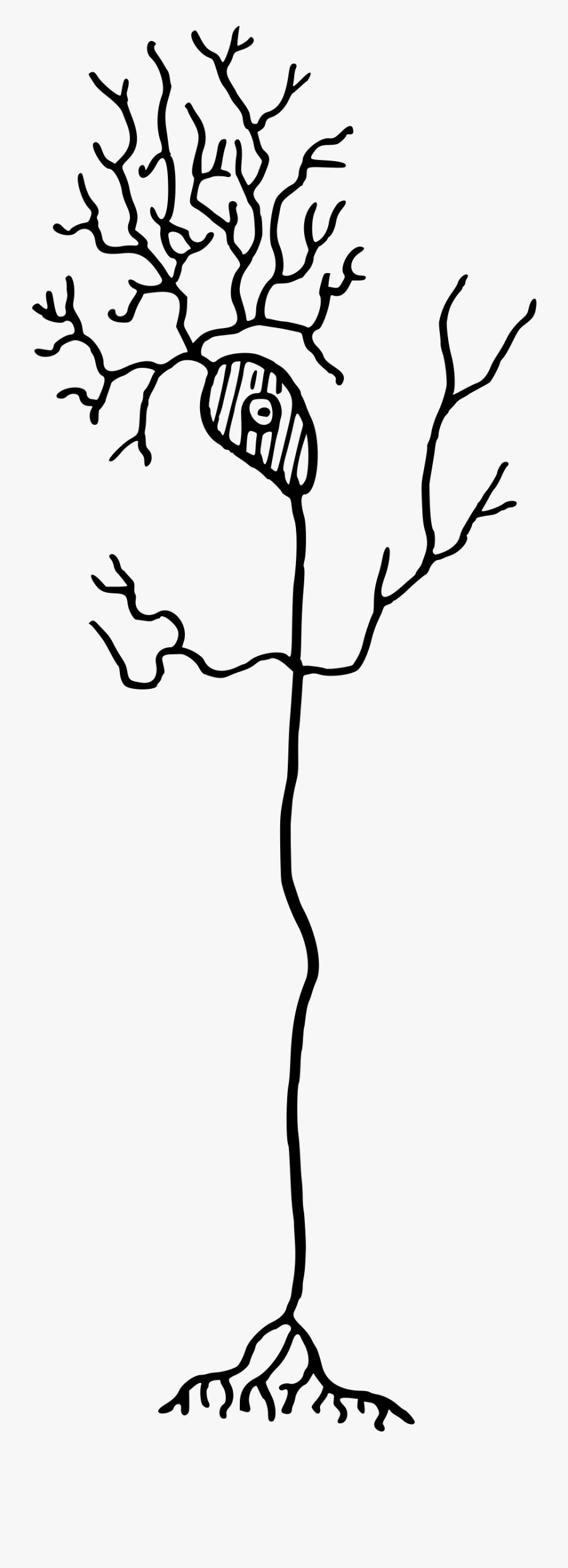 Neuron Clipart , Png Download - Neuron Clip Art, Transparent Clipart