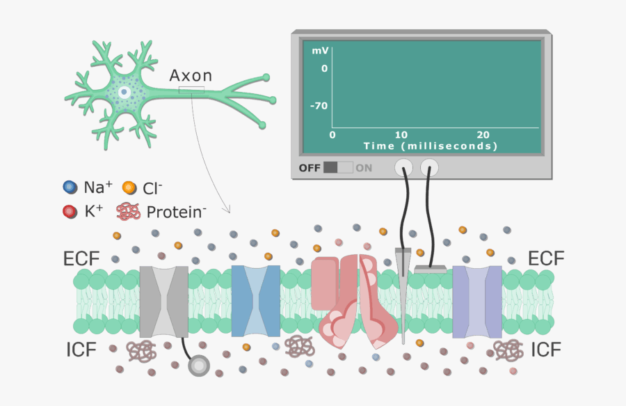 Potentials Clipart Membrane Potential - Voltmeter Resting Potential, Transparent Clipart