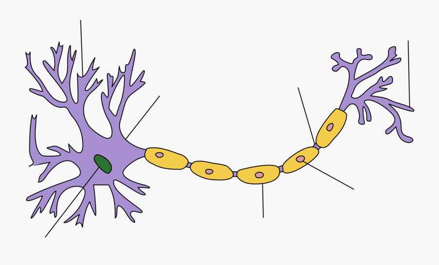 Structure Of A Neuron, Transparent Clipart