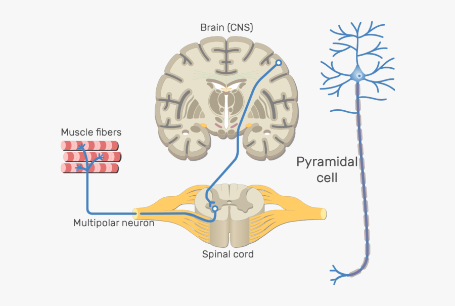 Structure And Functions - Motor Neuron In Brain, Transparent Clipart