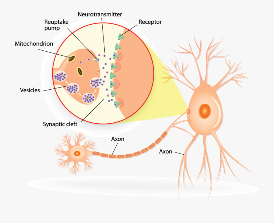 Circle, Transparent Clipart