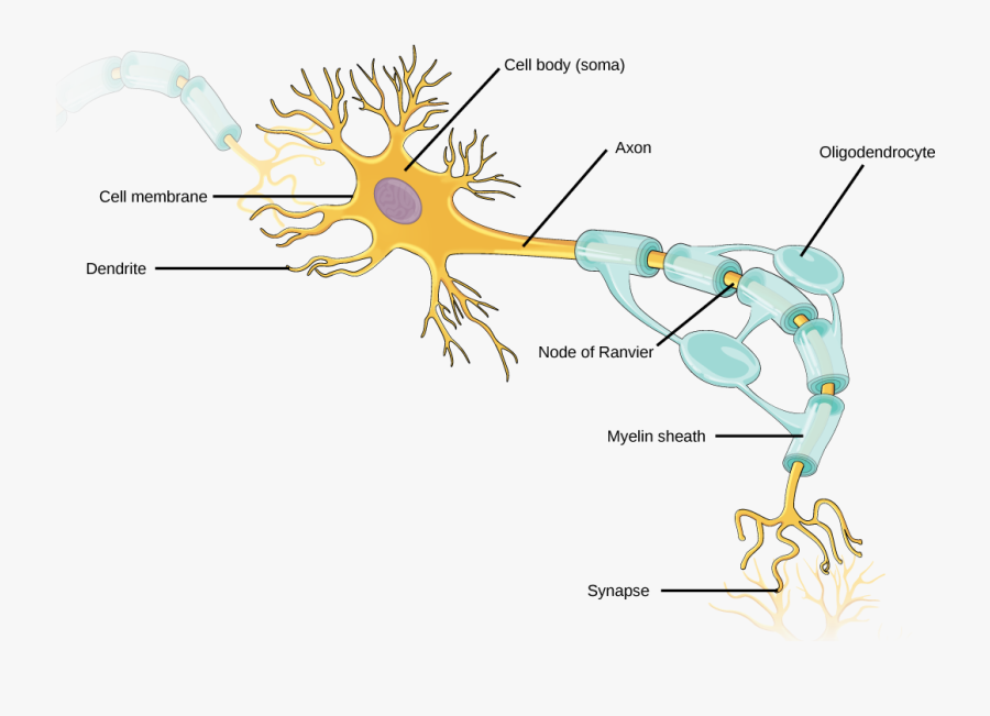 Transparent Neuron Clipart - Parts Of A Neuron Labeled, Transparent Clipart