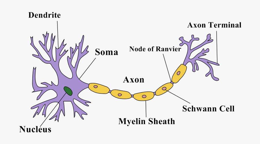 Transparent Neurons Png - Axons And Myelin Sheath, Transparent Clipart