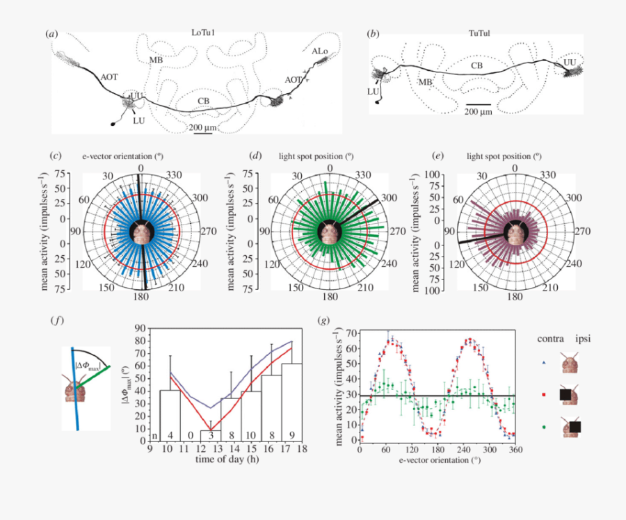 Clipart Royalty Free Stock Polarization Sensitive Neurons - Circle, Transparent Clipart