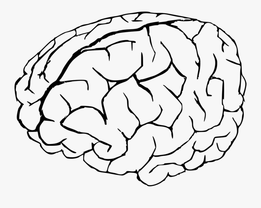 Brain Coloring Page, Transparent Clipart