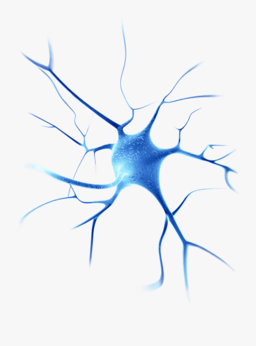 Hd Neurons Png - Neuron Png, Transparent Clipart