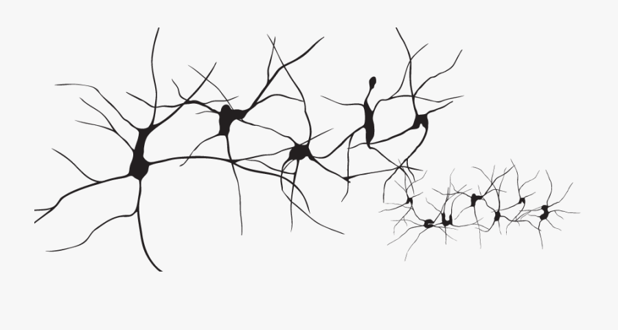 Neurons Png, Transparent Clipart