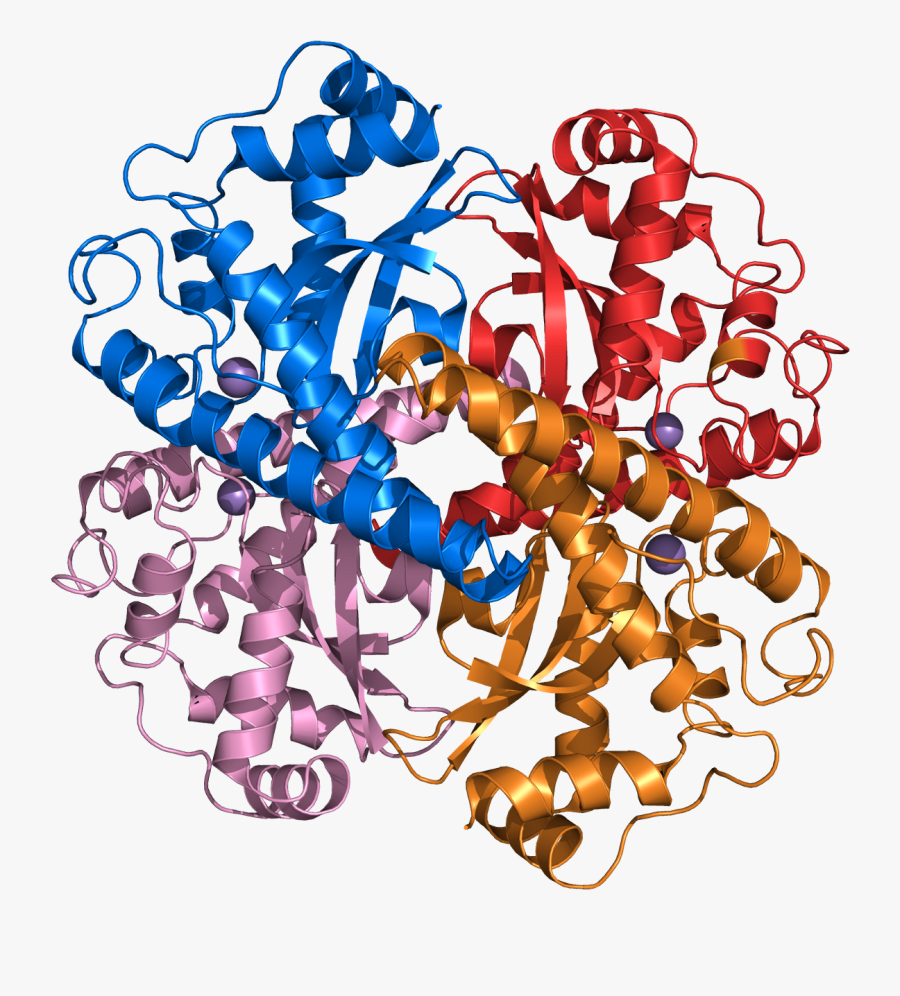 Superoxide Dismutase 2 Pdb 1var - Antioxidant Superoxide Dismutase, Transparent Clipart