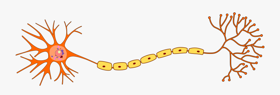 Neuron Png, Transparent Clipart