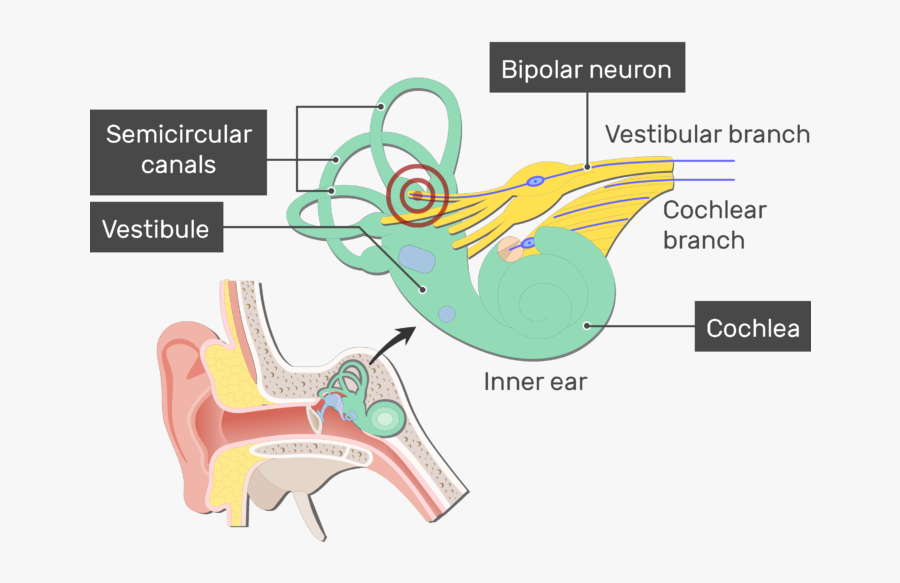 Bipolar Neurons Structure And - Bipolar Neuron Ear, Transparent Clipart