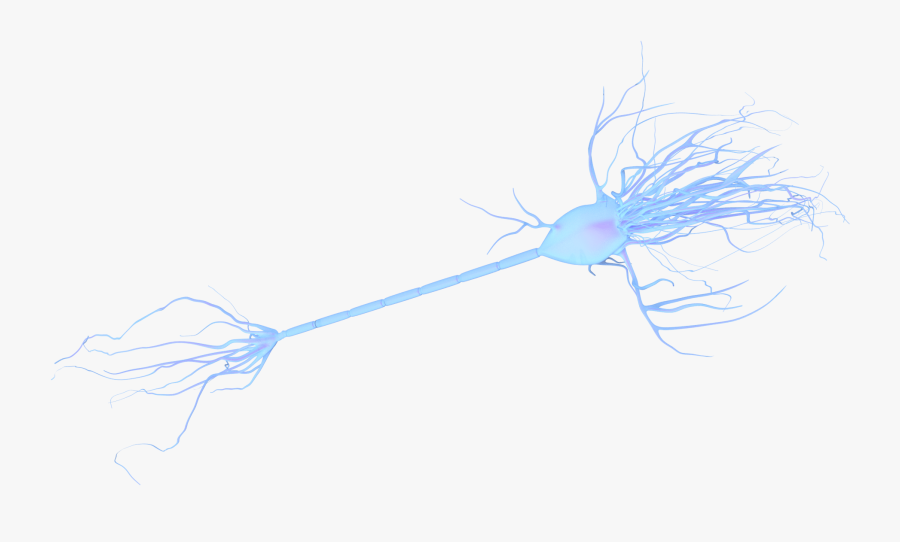 Transparent Neuron Clipart - Neuron Without Background, Transparent Clipart