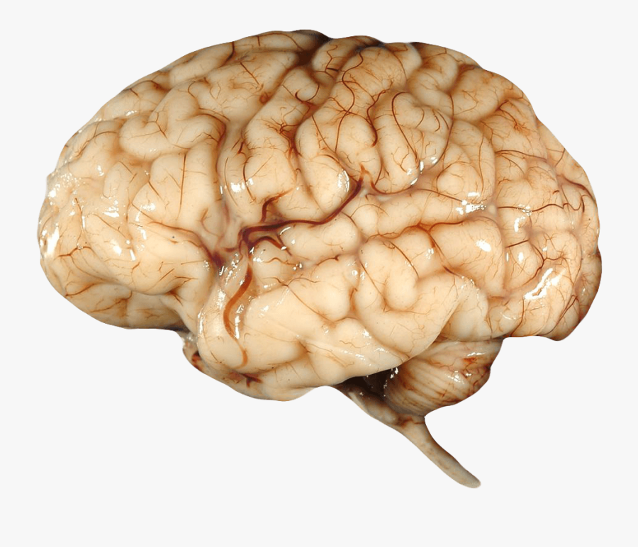 Human Brain Transparent Background, Transparent Clipart