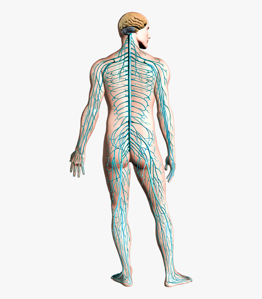 Nervous System Transparent Images - Corpo Umano Il Sistema Nervoso, Transparent Clipart
