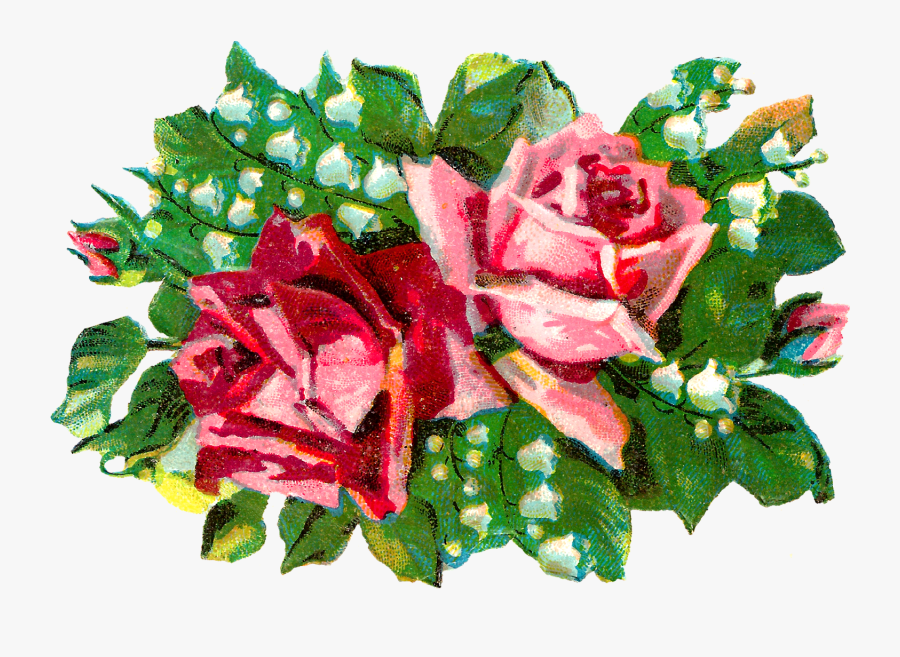 Hybrid Tea Rose, Transparent Clipart