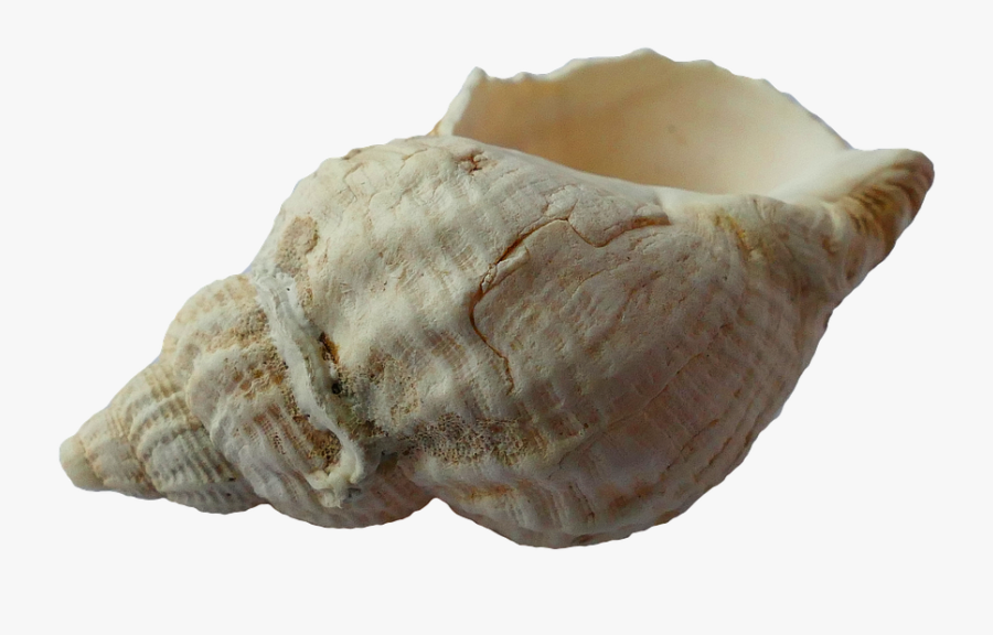 Beautiful Shell, Transparent Clipart