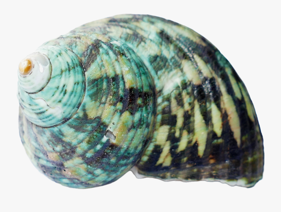 Seashell Shells Sea White Beach Png Image - Transparent Background Sea Shell Transparent, Transparent Clipart