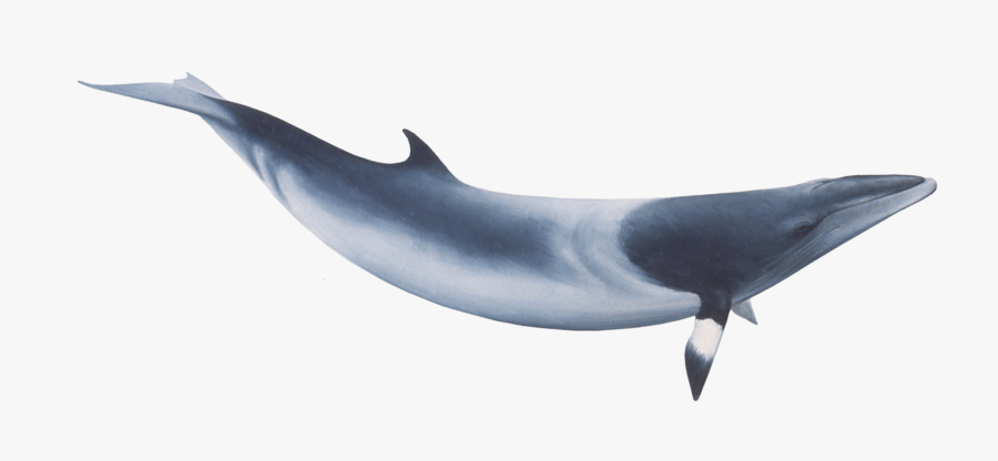 Minke Whale Png - Whales, Transparent Clipart