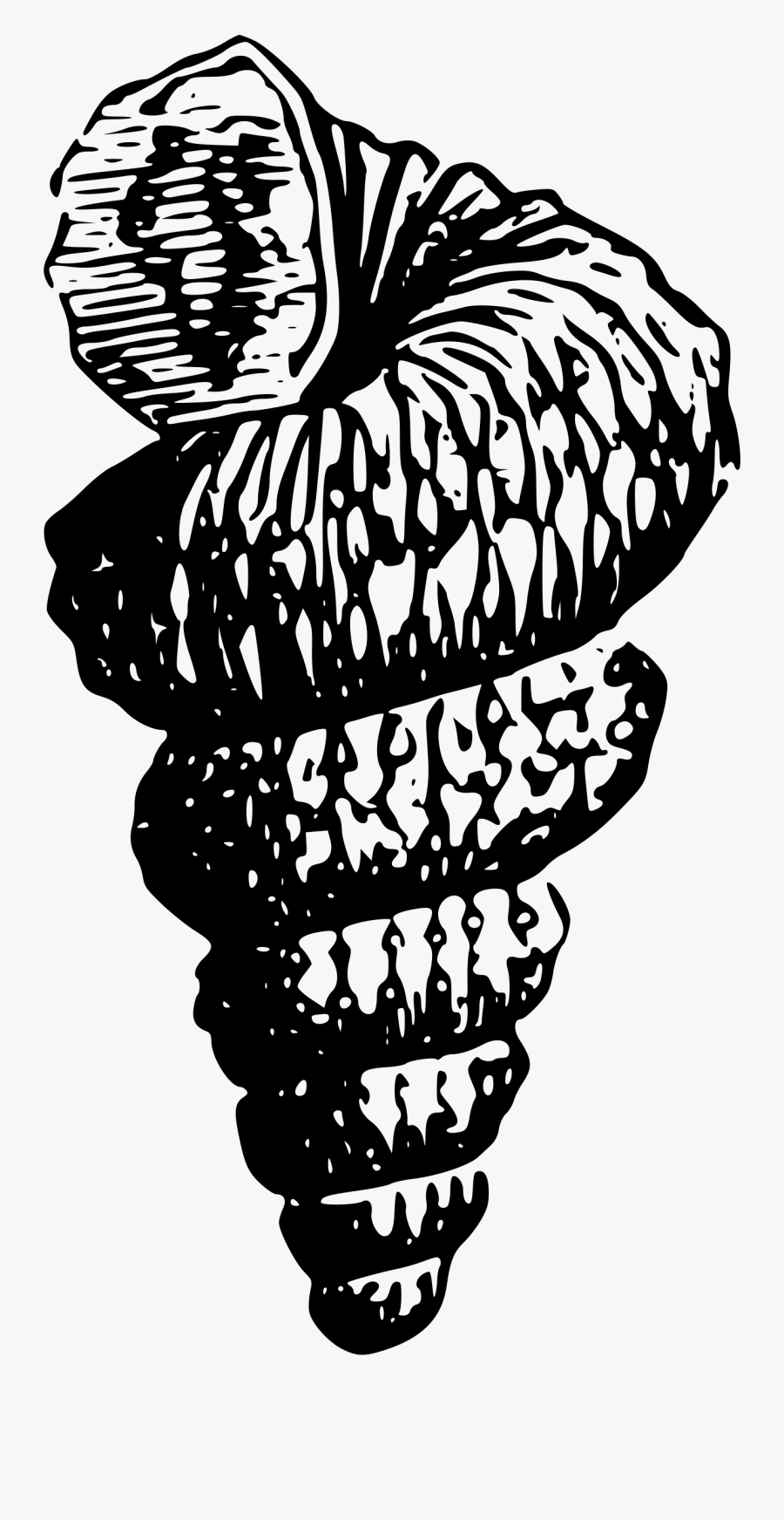 Sea Shell 5 Clip Arts, Transparent Clipart