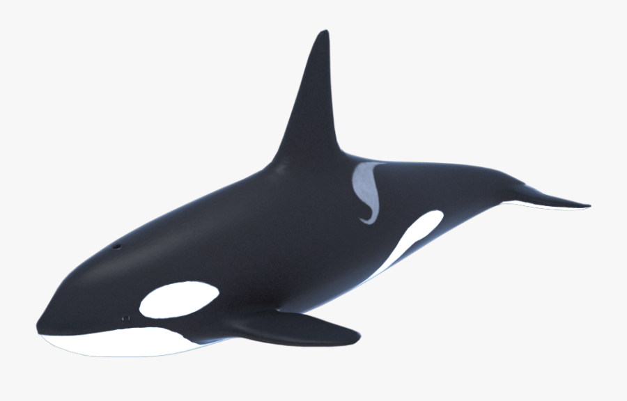 Killer Whale 3d Model, Transparent Clipart