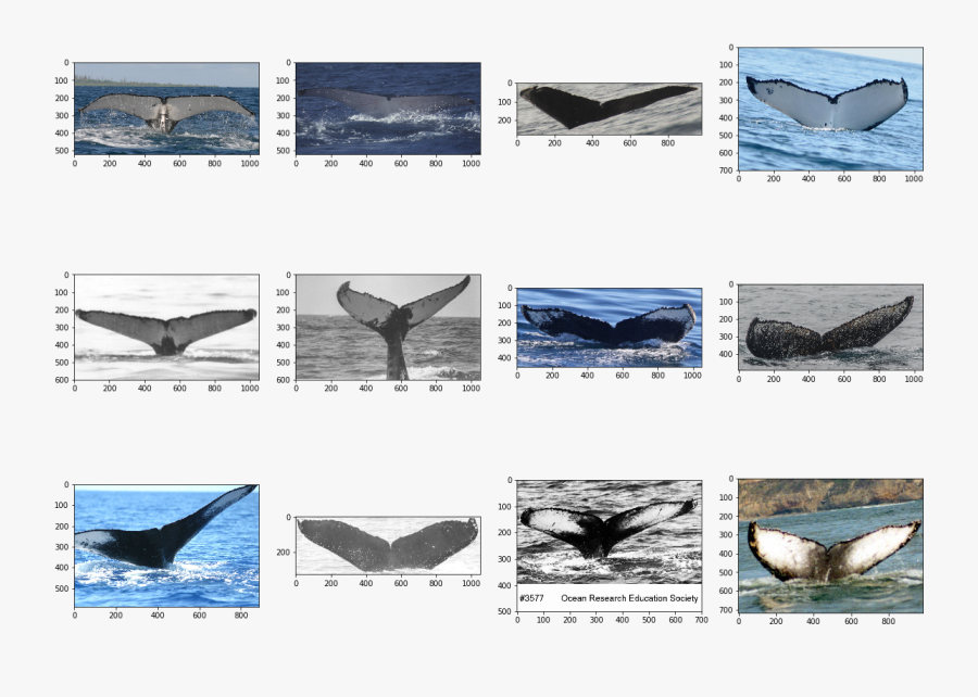 Transparent Humpback Whale Png - Grey Whale, Transparent Clipart