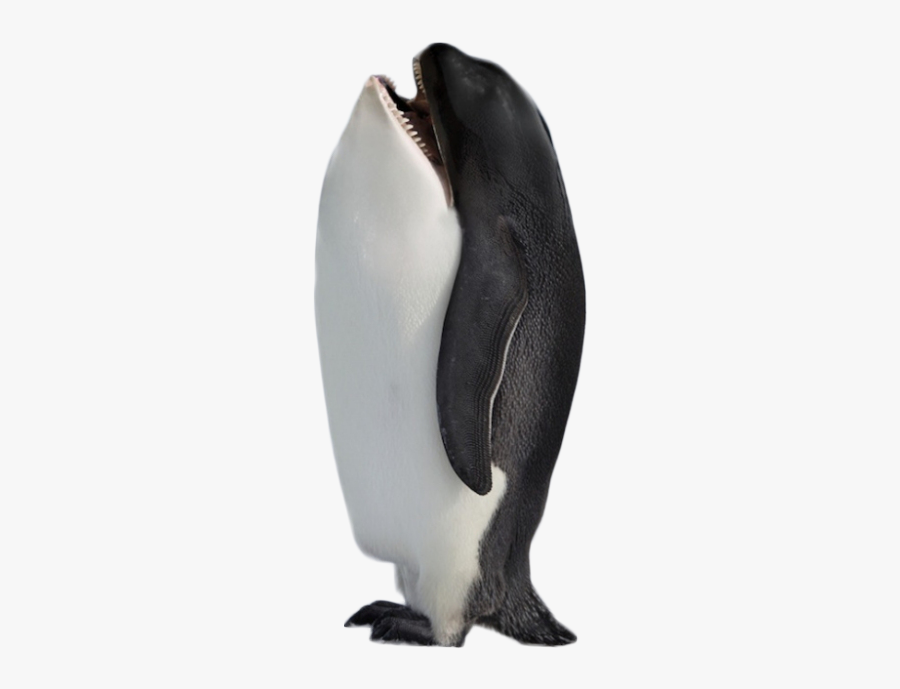 Hybrid Penguin Killer Whale Png Image - Won T Hurt You Meme, Transparent Clipart
