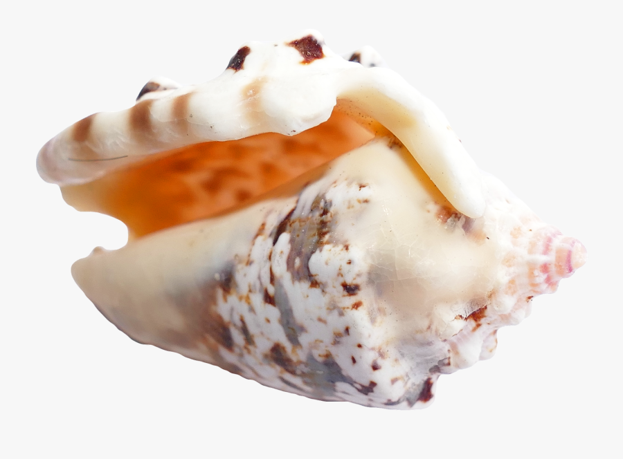 Sea Shell Png Image - Sea Shellpng, Transparent Clipart