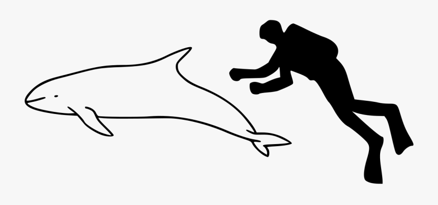 South Asian River Dolphin Outline, Transparent Clipart