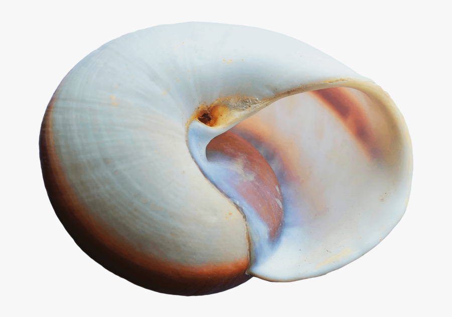 Sea-shell - Seashell, Transparent Clipart