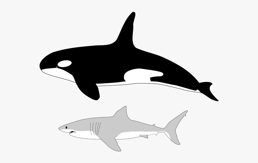 Orca To Human Size, Transparent Clipart