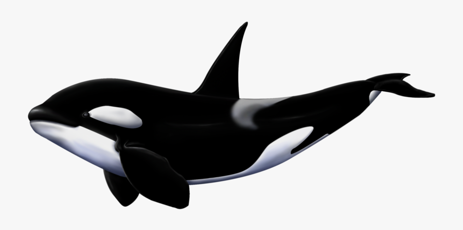 Killer Whale Png - Killer Whale Transparent Png, Transparent Clipart