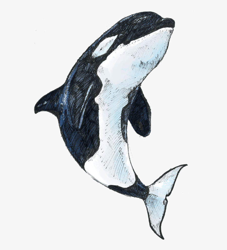 Transparent Killer Whale Png - Killer Whale, Transparent Clipart