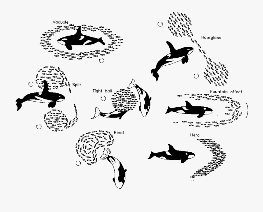 Schematic Presentation Of Observed And Recorded Antipredator - Illustration, Transparent Clipart