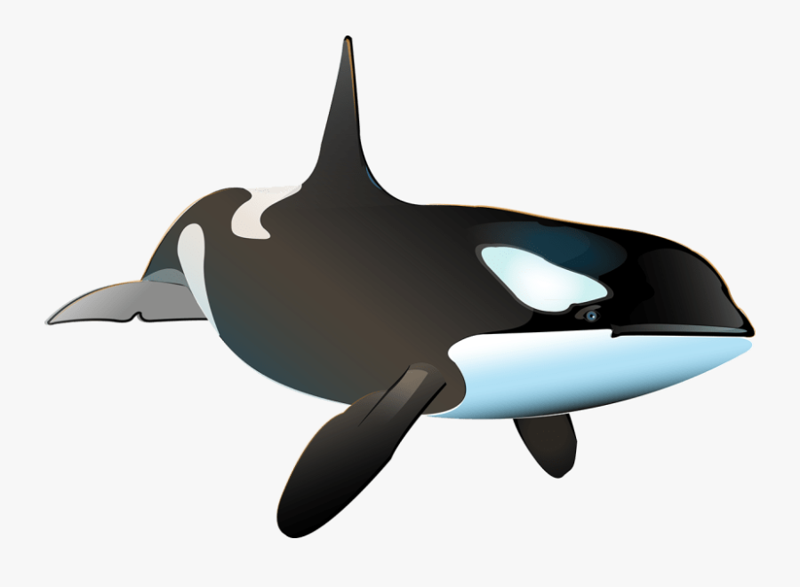 Killer Whale Inphography - Ballena Real Png, Transparent Clipart