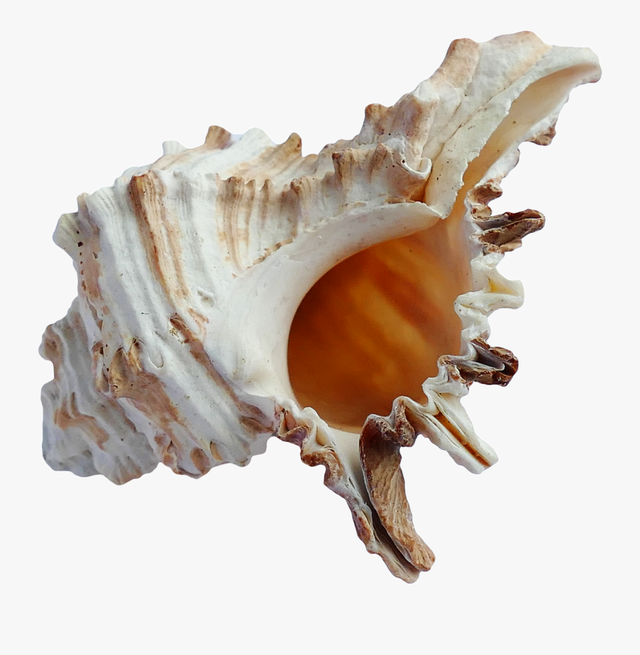 Sea Shell Png Transparent, Transparent Clipart