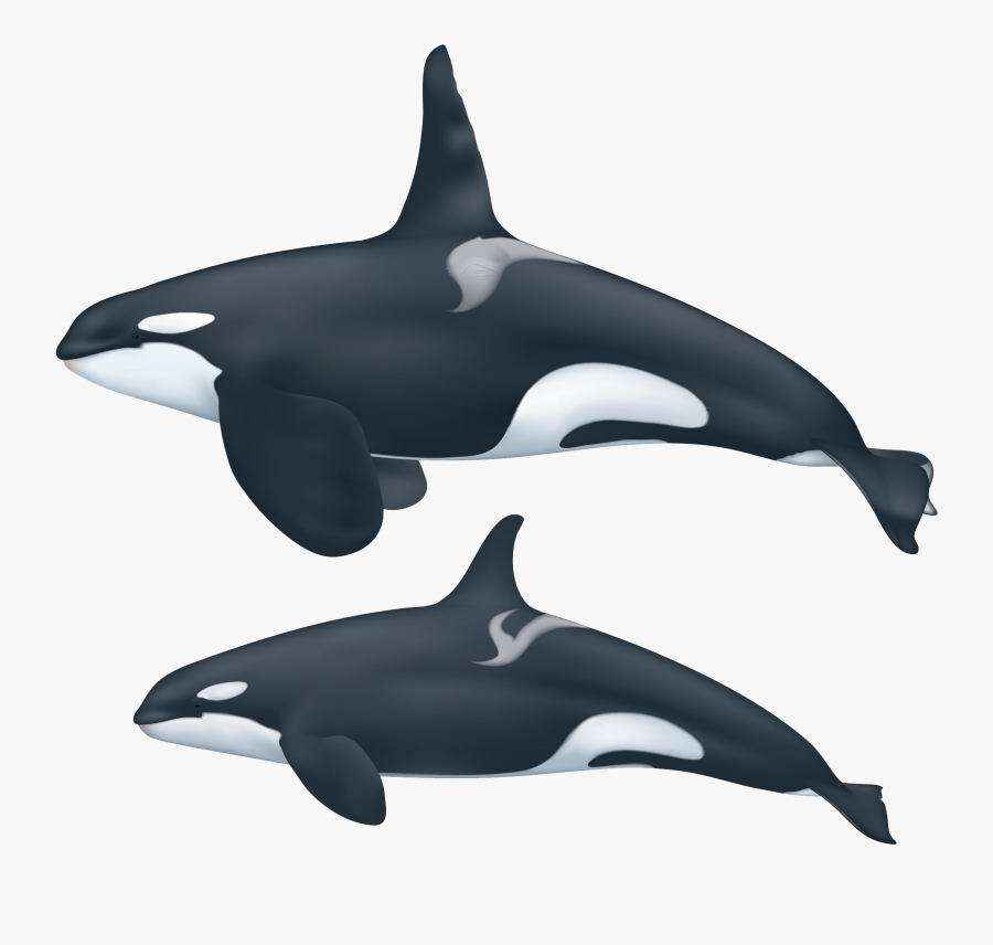 Killer Whale Png - Killer Whale Fin, Transparent Clipart