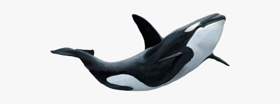 71292 - Different Types Of Water Mammals, Transparent Clipart