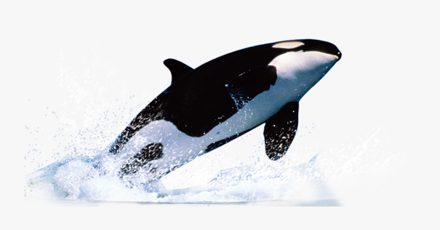 Killer Whale Png, Transparent Clipart