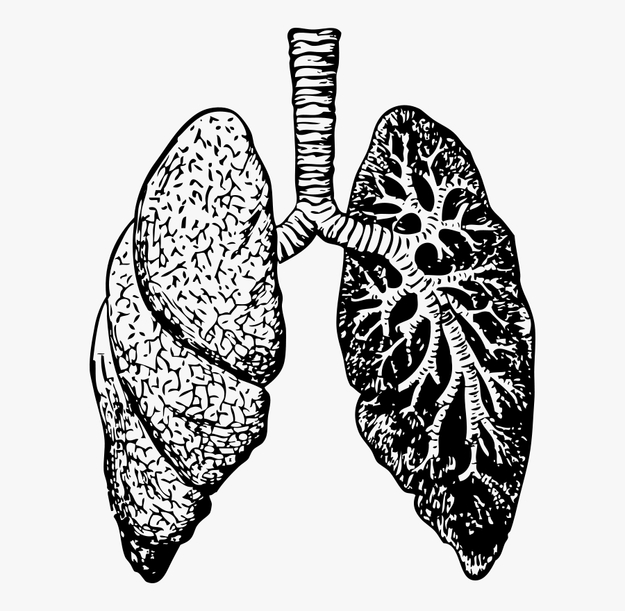 Lungs - Black And White Lungs, Transparent Clipart