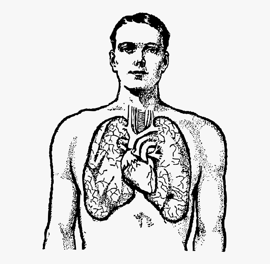 Lung Clipart - Heart And Lungs Drawing, Transparent Clipart