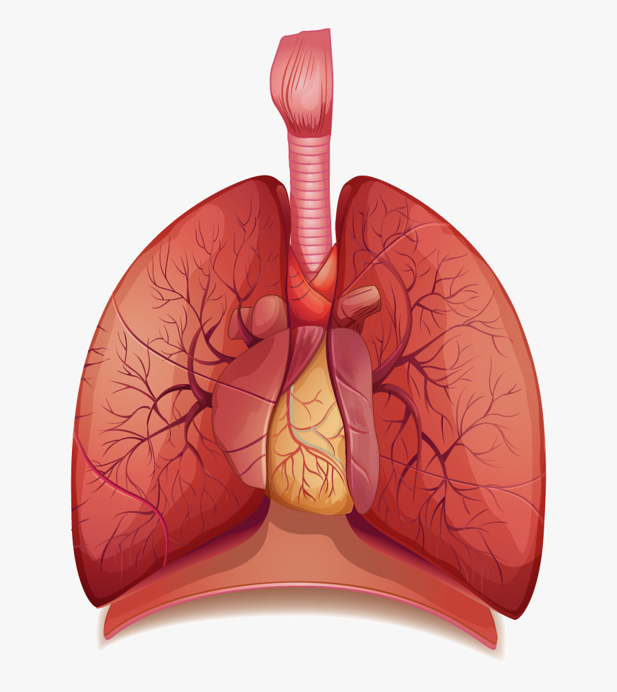 Transparent Anatomy Png - Human Lungs Png, Transparent Clipart
