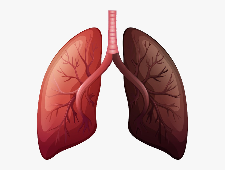 Lungs Png - Lung Cancer Before And After, Transparent Clipart
