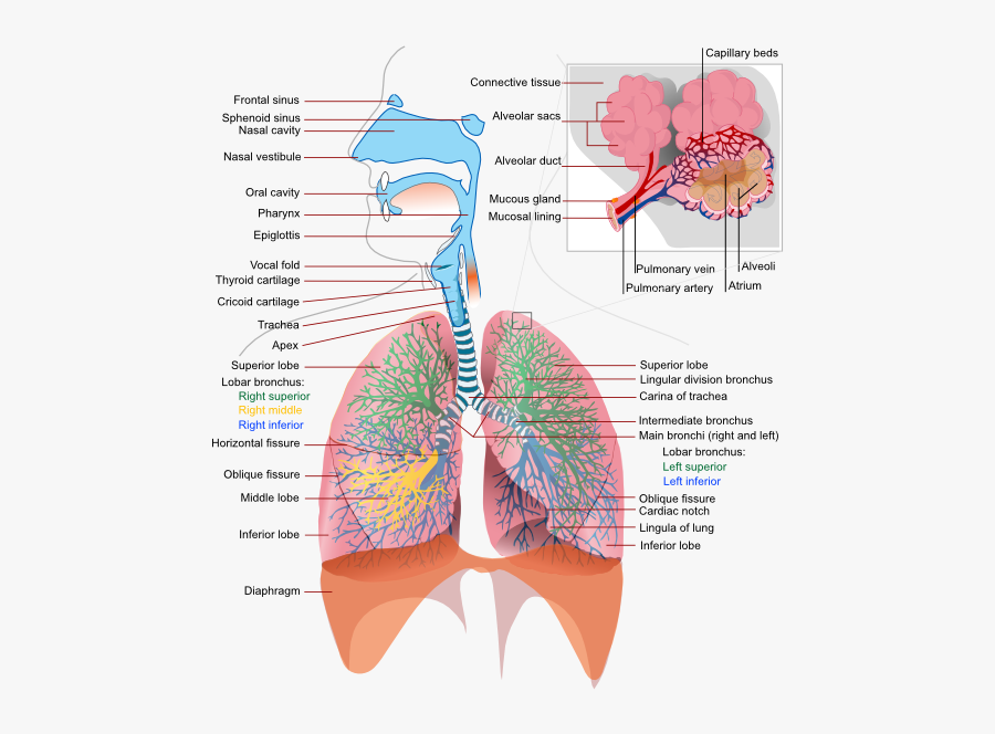 Respiratory System Complete En Svg Clip Arts - Detailed Diagram Of Respiratory System, Transparent Clipart