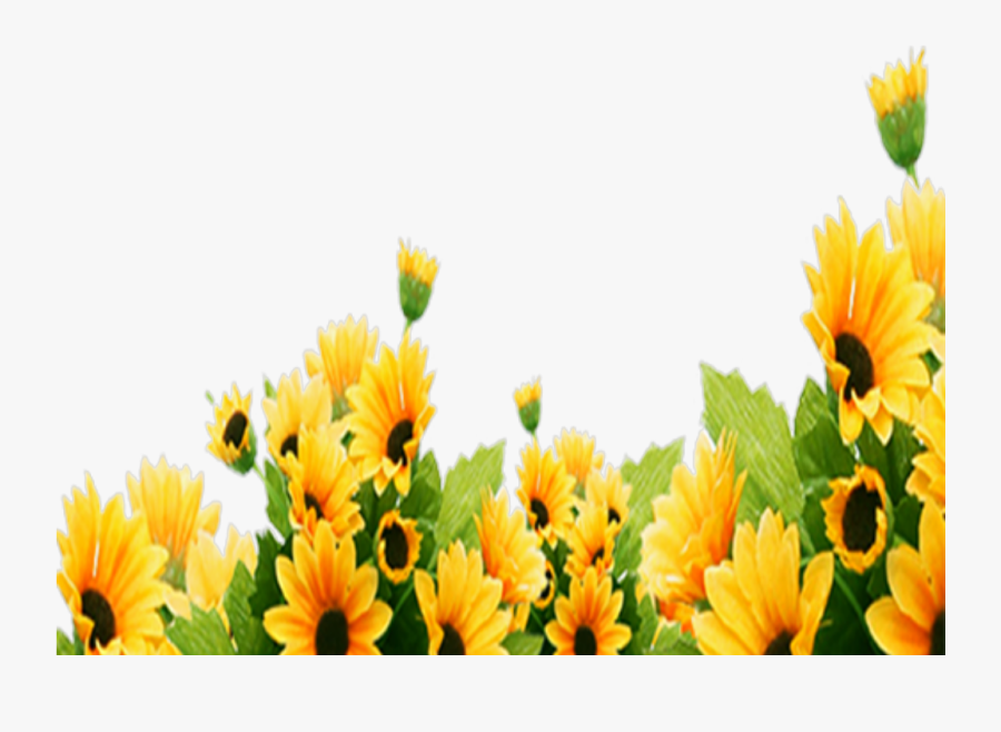 Ftestickers Flowers Sunflowers Border Corner - Border Design Sunflowers Clipart, Transparent Clipart