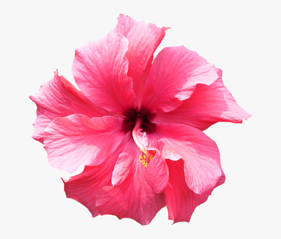 Tropical Flower Png - Flor Vermelha Fundo Branco Png, Transparent Clipart