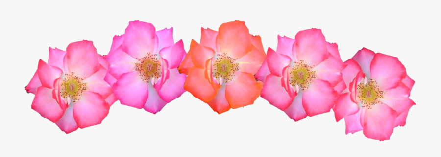 Transparent Headband Clipart - Transparent Png Flower Crown Pink, Transparent Clipart