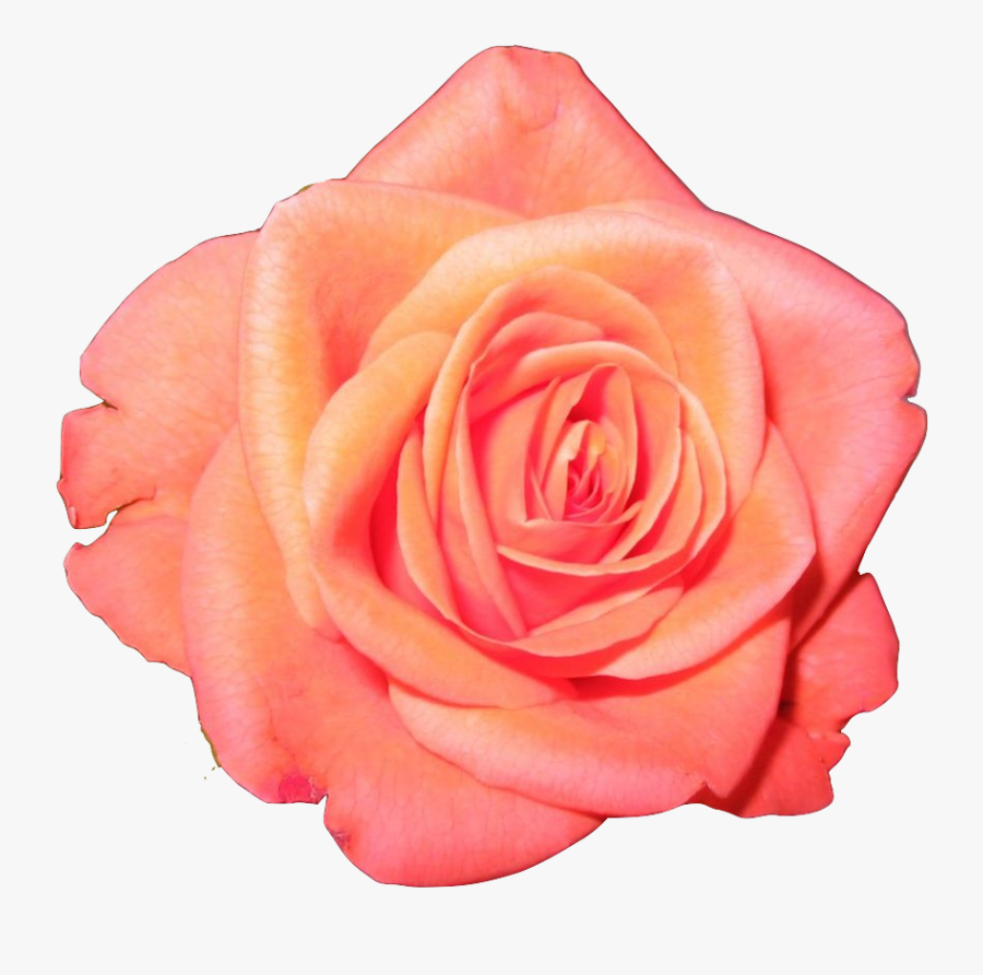 Transparent Flower Crown Tumblr Image Collections Flower - Orange Flower Crown Transparent, Transparent Clipart