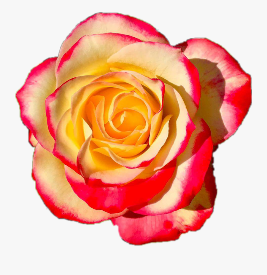 Orange Flower Crown Transparent - Hybrid Tea Rose, Transparent Clipart